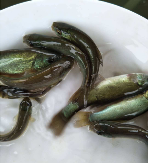 成都丁桂魚苗如何飼養丁穗魚苗